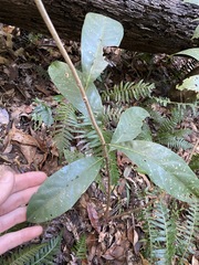 Coelospermum paniculatum