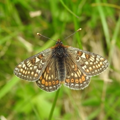 Euphydryas aurinia debilis