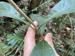 Coelospermum paniculatum