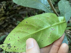 Coelospermum paniculatum