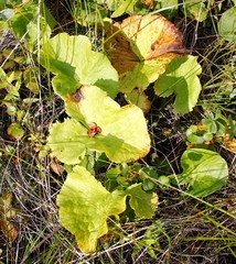 Caltha sibirica