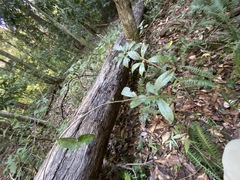 Coelospermum paniculatum