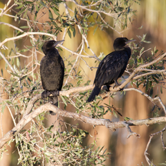 Phalacrocorax sulcirostris