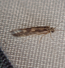 Agraylea