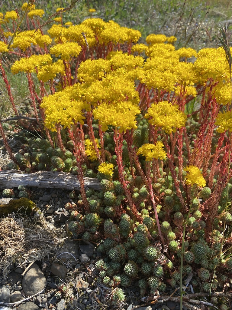 Rock stonecrop