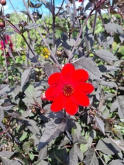 Dahlia coccinea