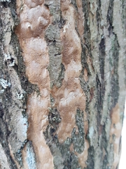 Phellinopsis conchata