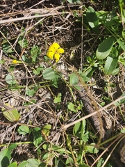 Goodenia rotundifolia