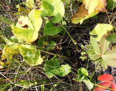 Caltha sibirica