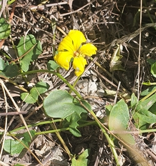 Goodenia rotundifolia