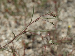 Gayophytum diffusum strictipes