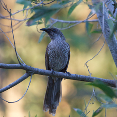 Anthochaera chrysoptera