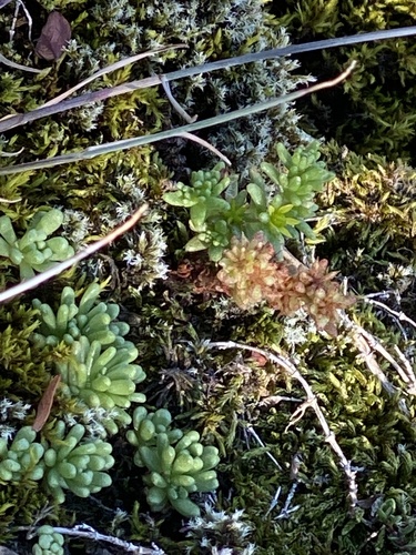 rozchodník ročný (Sedum annuum)
