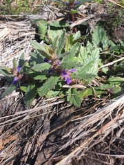 Ajuga australis