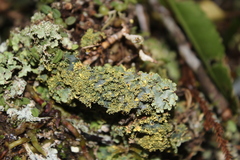 Podostictina pickeringii