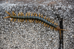 Scolopendra cingulata