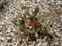 Calyptridium roseum