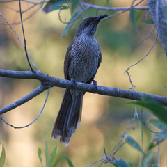 Anthochaera chrysoptera