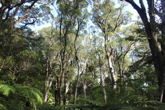 Metrosideros robusta