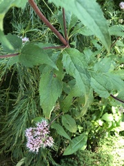 Eupatorium cannabinum