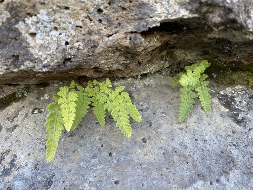 vudsia skalná (Woodsia ilvensis)