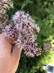 Eupatorium cannabinum