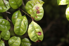 Austropuccinia psidii