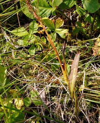 Platanthera tipuloides