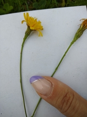 Scorzoneroides autumnalis