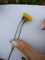 Scorzoneroides autumnalis