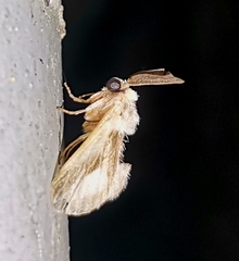 Mesoscia dumilla