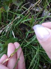 Scorzoneroides autumnalis