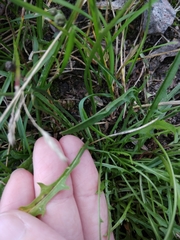 Scorzoneroides autumnalis