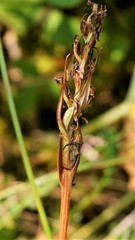Platanthera tipuloides