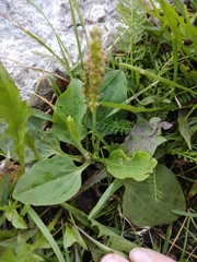Plantago major