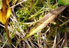 Platanthera tipuloides