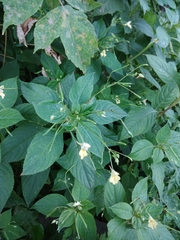 Impatiens parviflora