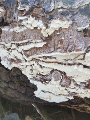 Antrodia heteromorpha