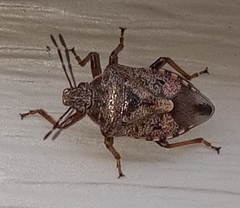 Podisus serieventris