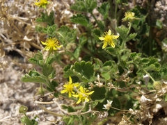 Ivesia saxosa
