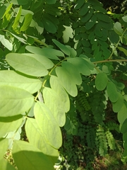 Robinia pseudoacacia