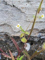 Galinsoga quadriradiata