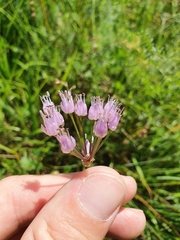 Allium carinatum pulchellum