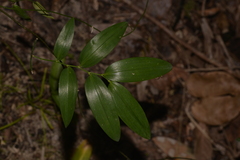 Geitonoplesium cymosum