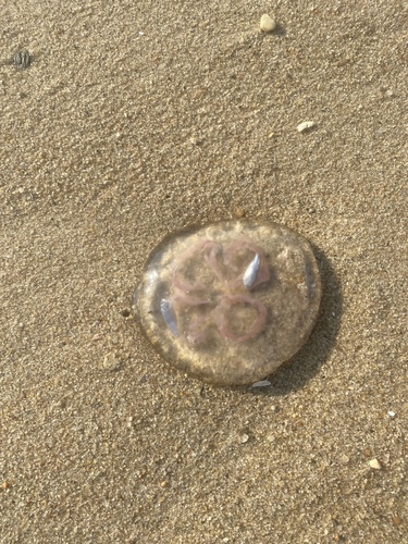 Southern Moon Jelly photographed in Massachusetts