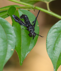 Sesiidae