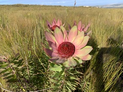Leucadendron orientale