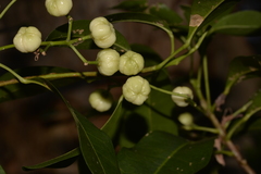Acronychia littoralis