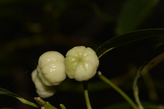 Acronychia littoralis