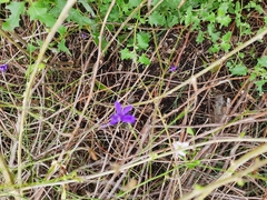 Delphinium consolida paniculatum